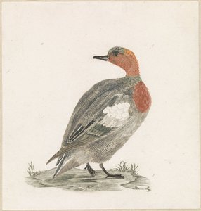 Duck Looking to the Left