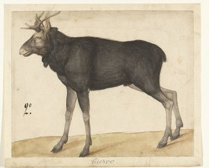 Elk by Anonymous