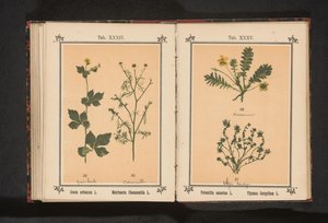 Yellow Avens and True Chamomile
