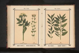 Wild Angelica and Common Centaury