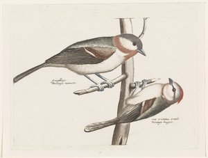 Marsh Tit and Crested Tit by Anonymous