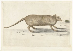 Armadillo