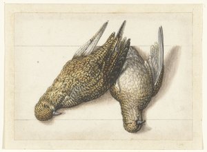Golden Plover (Lombard Album) by Anonymous