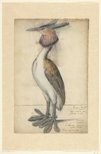 Great Crested Grebe