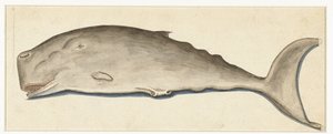Great Sperm Whale by Anonymous