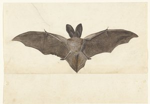 Greater Mouse-Eared Bat (Lombard Album) by Anonymous