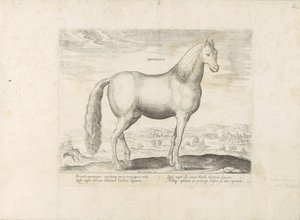 Horse from Anatolia