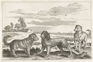 Dogs (Four-Legged Animals) by Anonymous