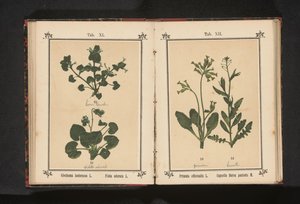 Ground-Ivy and Sweet Violet