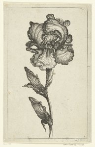 Iris (Various New Tulips and Other Flowers series) by Anonymous