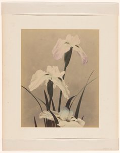 Irises by Anonymous