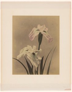 Irises by Anonymous