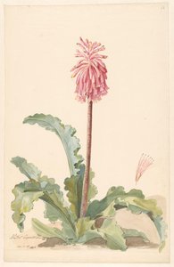 Cape Aletris in Landscape with Detail of Stamen by Anonymous