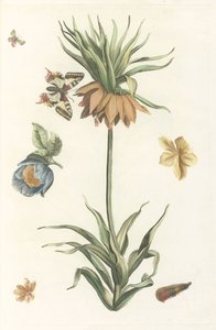 Imperial Crown, Butterfly, and Caterpillar