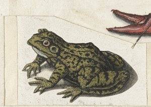 Frog by Anonymous