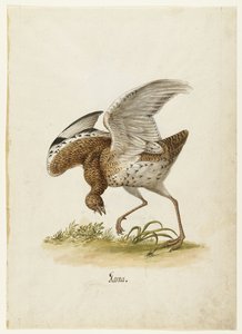 Little Bustard (Lombard Album)