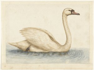 Mute Swan by Anonymous