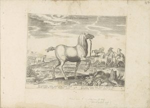 Herd of wild horses by Anonymous