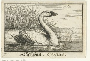 Landscape with Swan (Schwan, Cygnus) by Anonymous