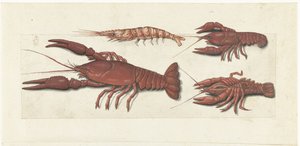 Langoustine, Two Crayfish and Shrimp (Lombard Album)