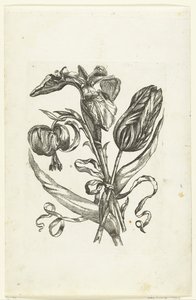 Lily, Iris, and Tulip (series title)