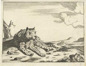 Lying Leopard, Seen from the Front, Paws to the Right by Anonymous