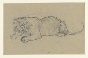 Reclining Tiger Tearing a Piece of Meat