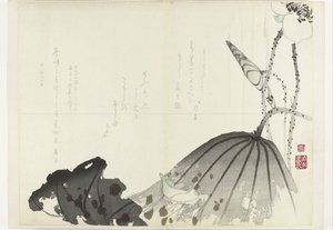 Lotus Leaf by Anonymous