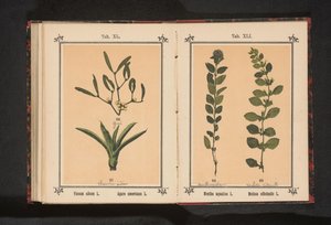 Mistletoe and century plant