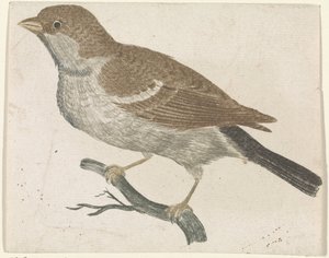 Sparrow on a Branch Facing Left by Anonymous