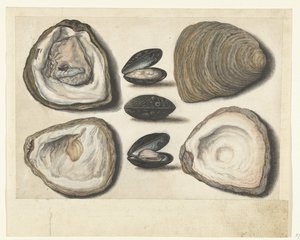 Oysters and Mussels by Anonymous