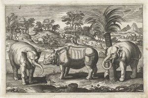 Elephants and Rhinoceros (Four-Legged Animals) by Anonymous