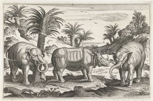 Elephants and Rhinoceros (series: Quadruped Animals, Animalivm Qvaddrvpedvm) by Anonymous