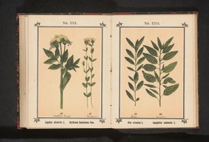 Olive Branch and Almond Branch