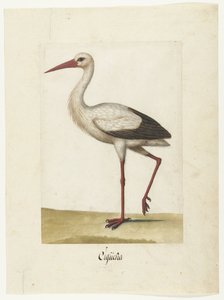 Stork