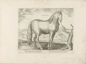 Horse from Brittany (Horse Breeds from the Royal Stables of Don Juan of Austria)