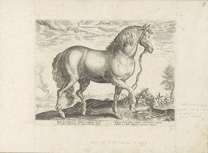 Horse from Calabria