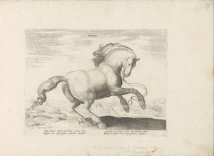 Horse from Denmark (Horse Breeds from the Royal Stables of Don Juan of Austria)