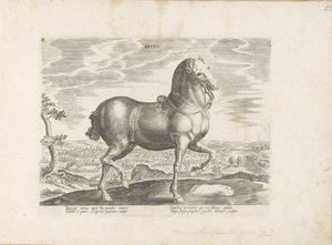 Horse from England (title on object: Brito) (series title: Horse Breeds from the Royal Stables of Don Juan of Austria)