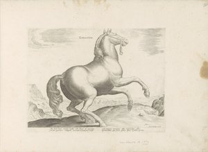 Horse from France