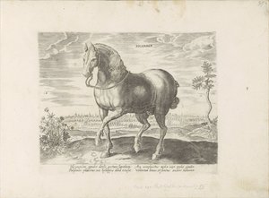 Horse from Gelre