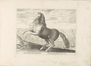 Horse from Naples