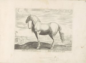 Horse from Northern Italy (Horse Breeds from the Royal Stables of Don Juan of Austria) by Anonymous