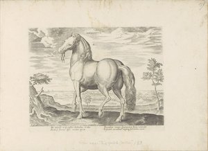 Horse from Sardinia by Anonymous