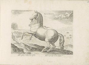 Horse from Spain