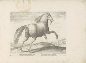 Horse from Spain