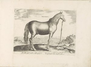 Horse from Thessaly