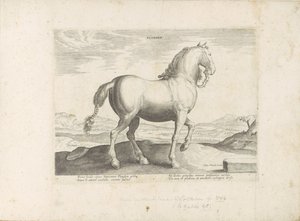 Horse from Flanders by Anonymous