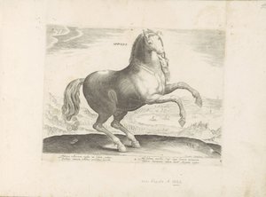 Horse from Southern Italy