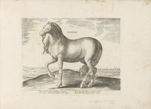 Horse from Sicily